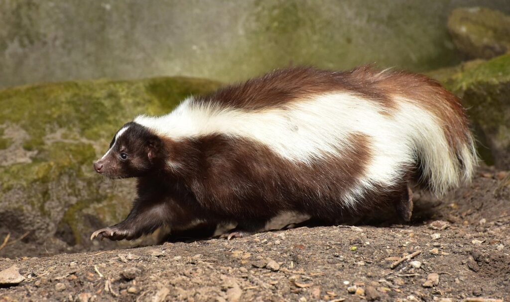 skunk predator chickens