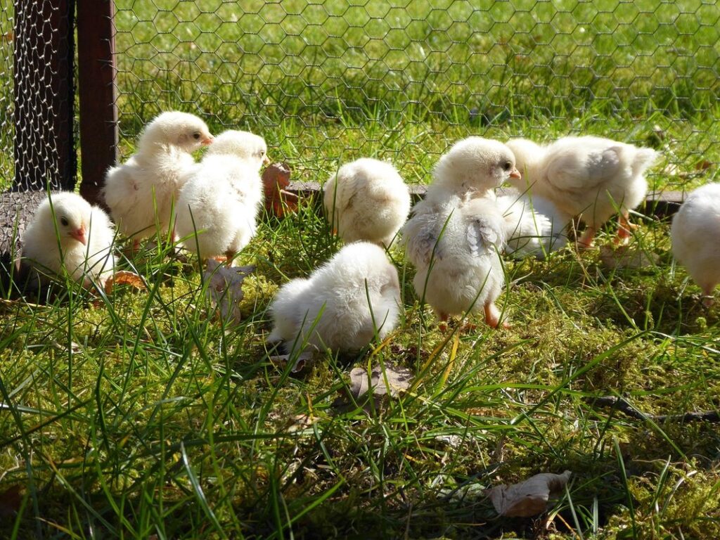 small chicken breeds for backyard