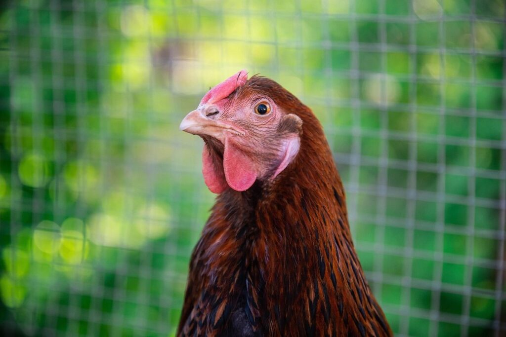 summer chicken coop tips