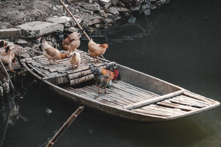 water additives for chickens