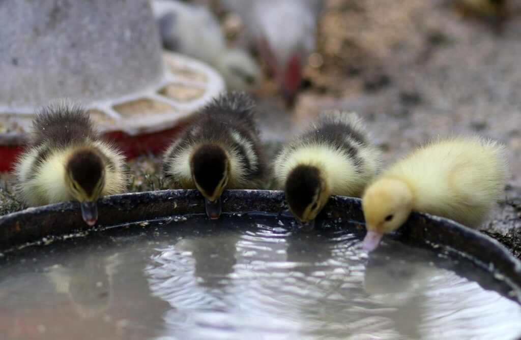 waterers for ducklings