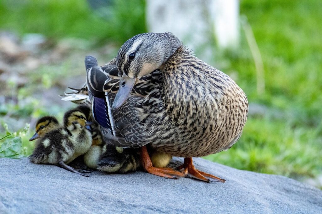 baby duck care