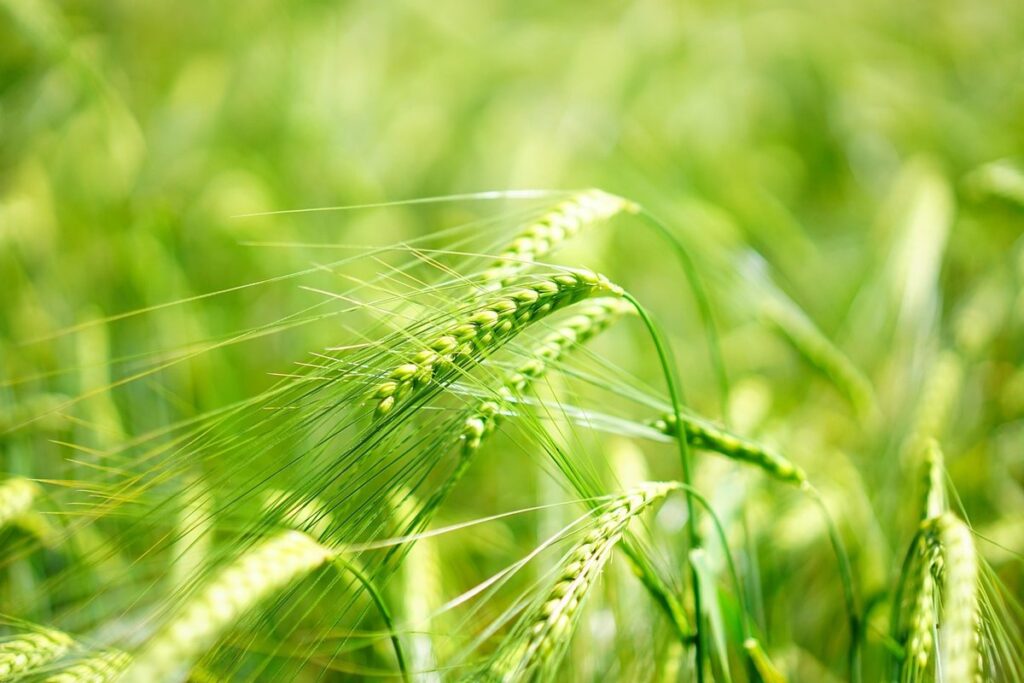 sprouting barley fodder for poultry