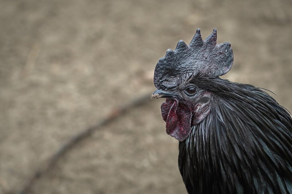 black rooster breeds