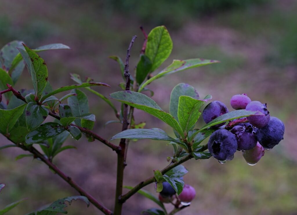 can chickens eat blueberry leaves