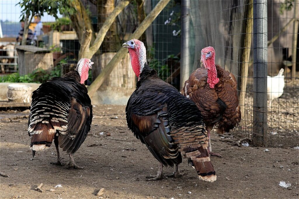breeding turkeys