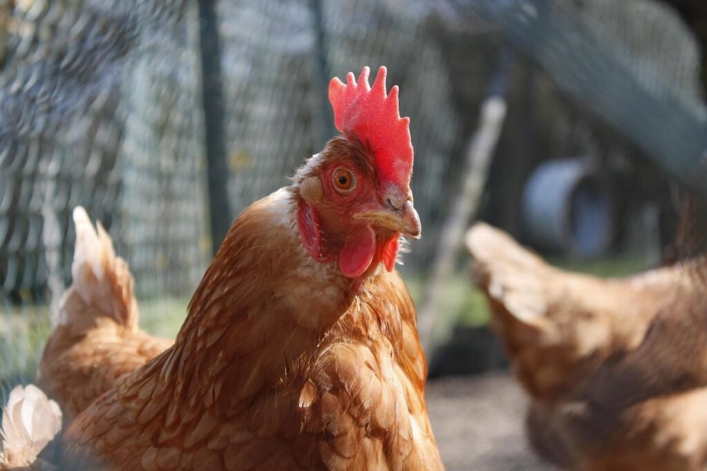 dark brown egg laying breeds chicken