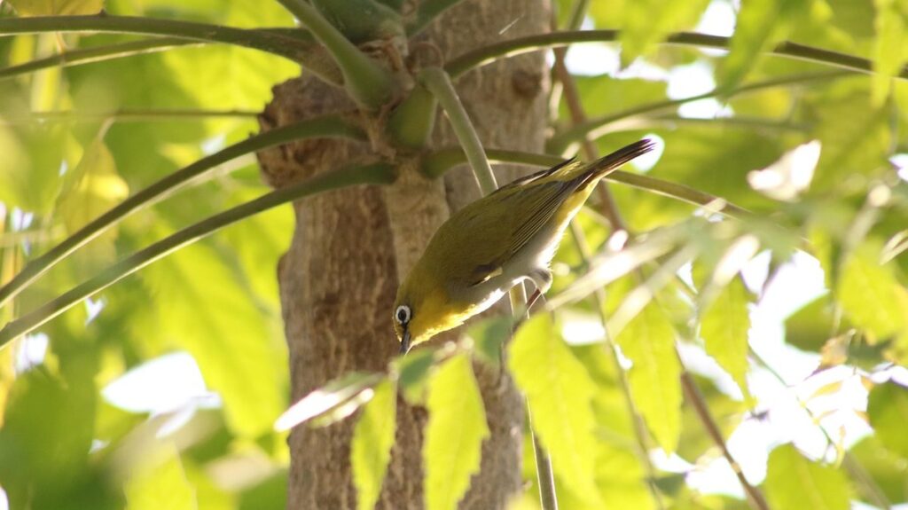 raccoons and opossums chicken defense