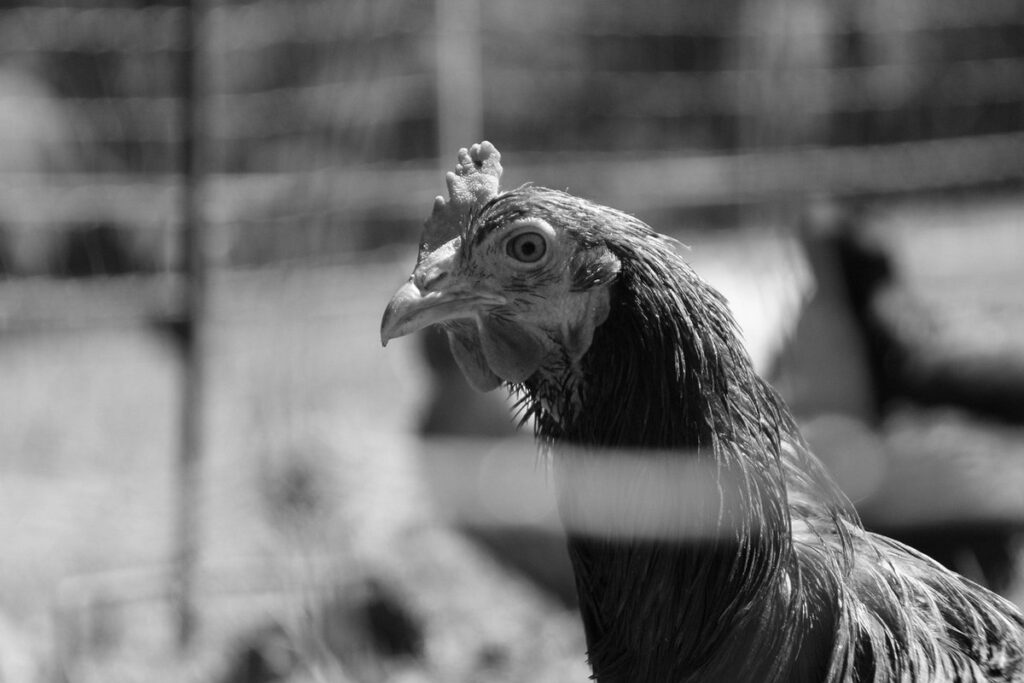 free ranging schedule for chickens