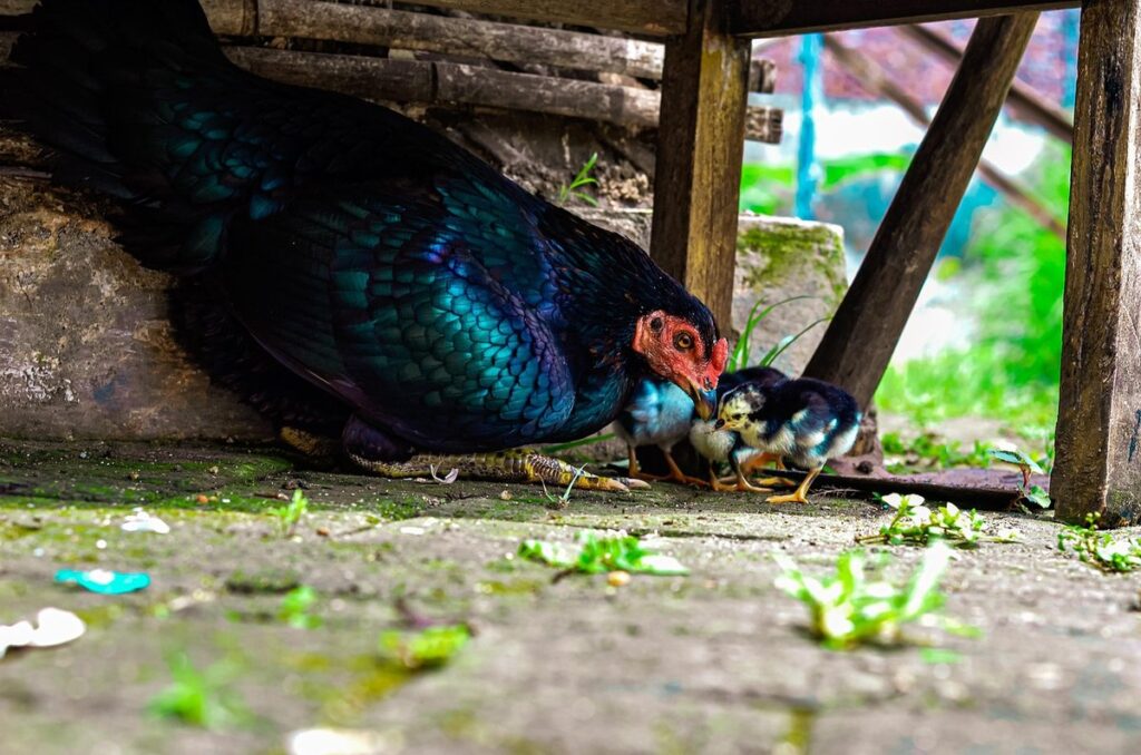 pasture shelter for chickens