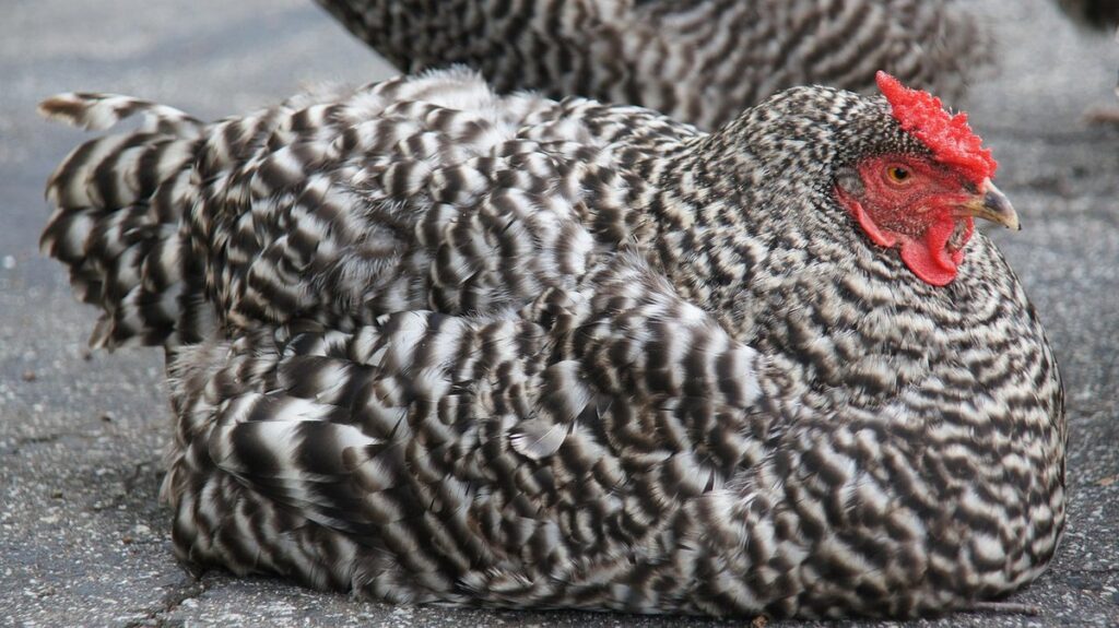 resting meat chickens before processing