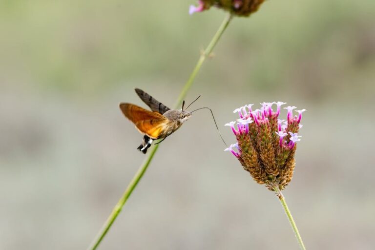 cornish cross feeding chart