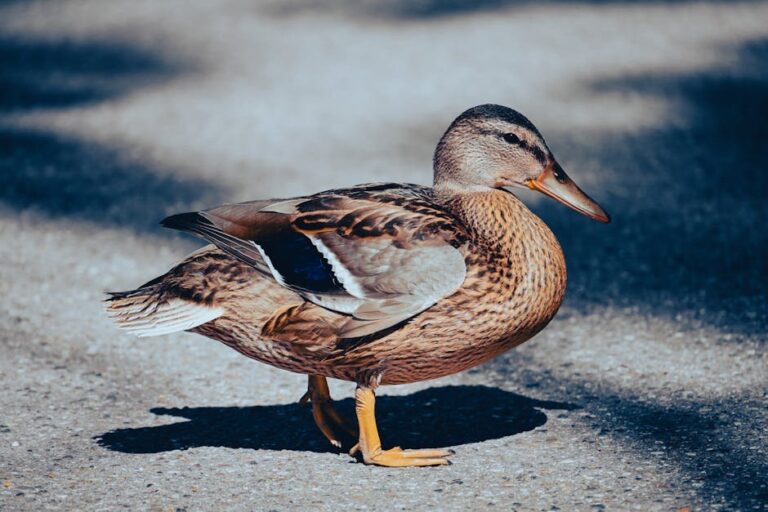 drake vs duck identification