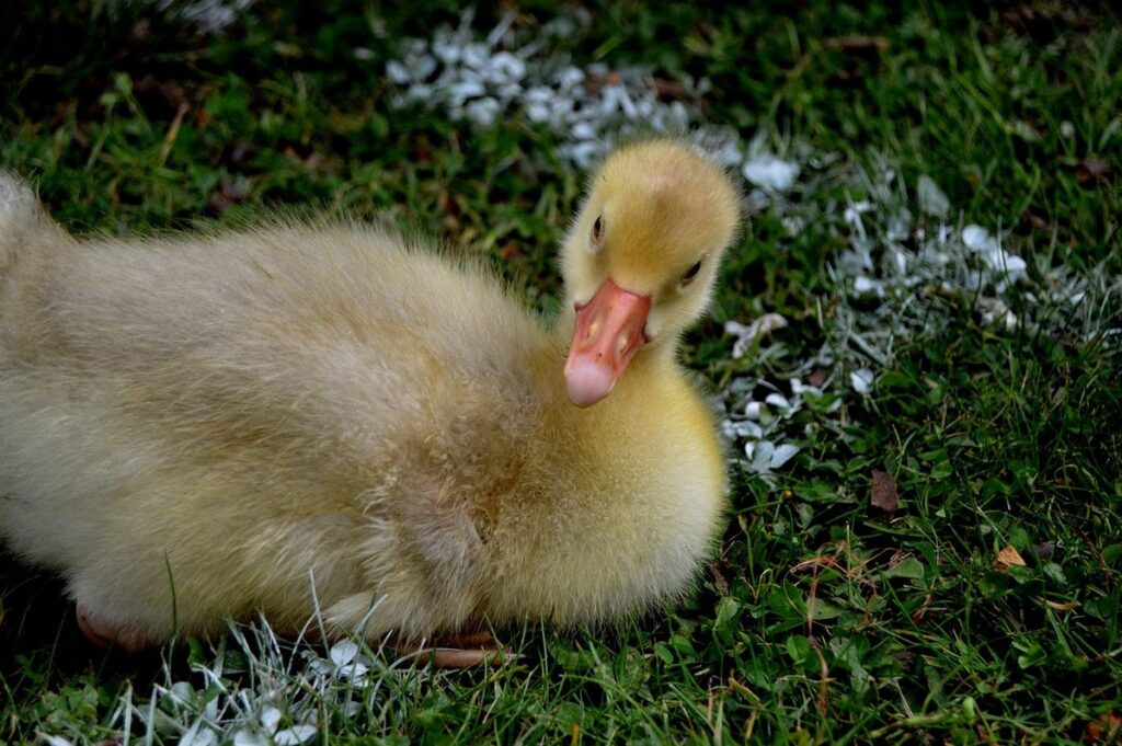 duck breed black