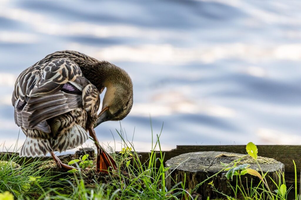 duck waterer hygiene