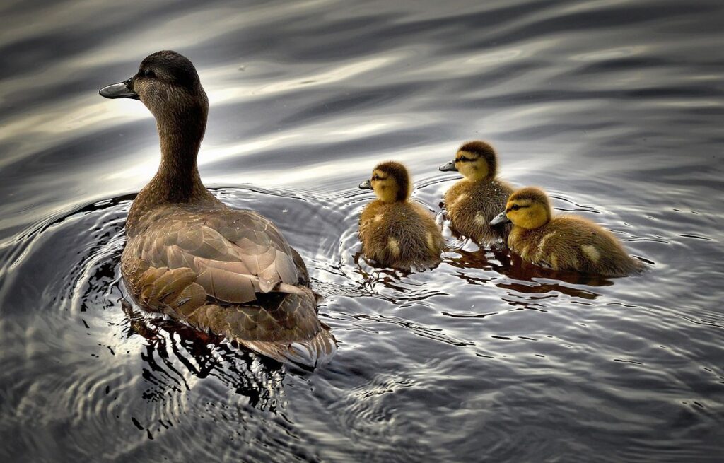 duckling black