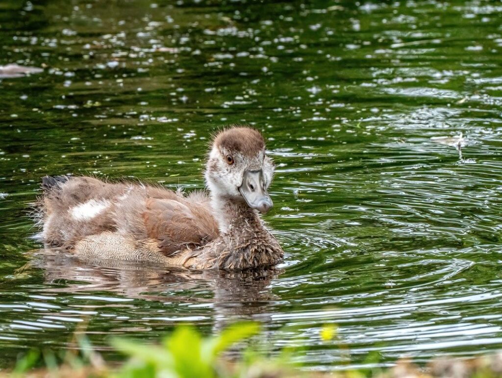 duckling growth