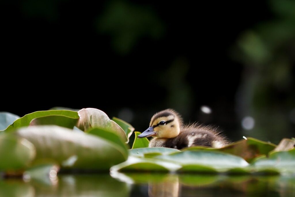 duckling swim time