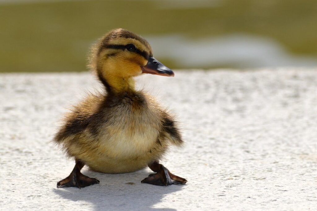duckling wing