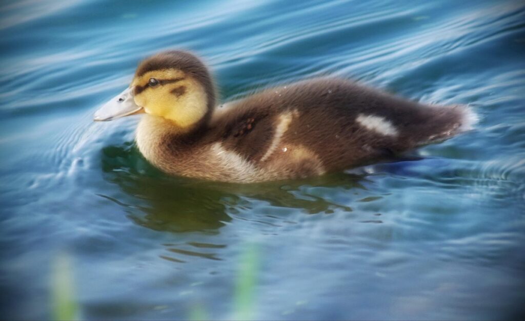 swimming water for ducklings when
