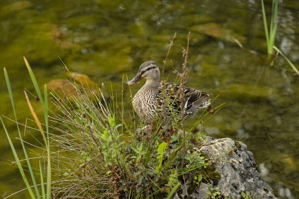 do ducks need water at night