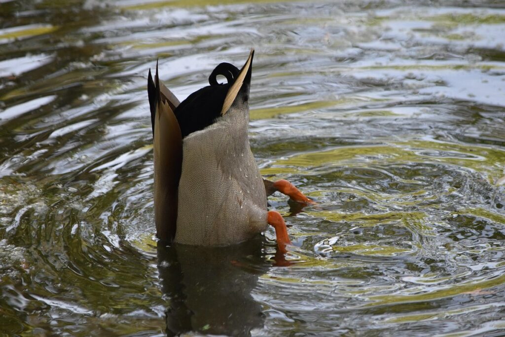 what do ducks eat in a pond