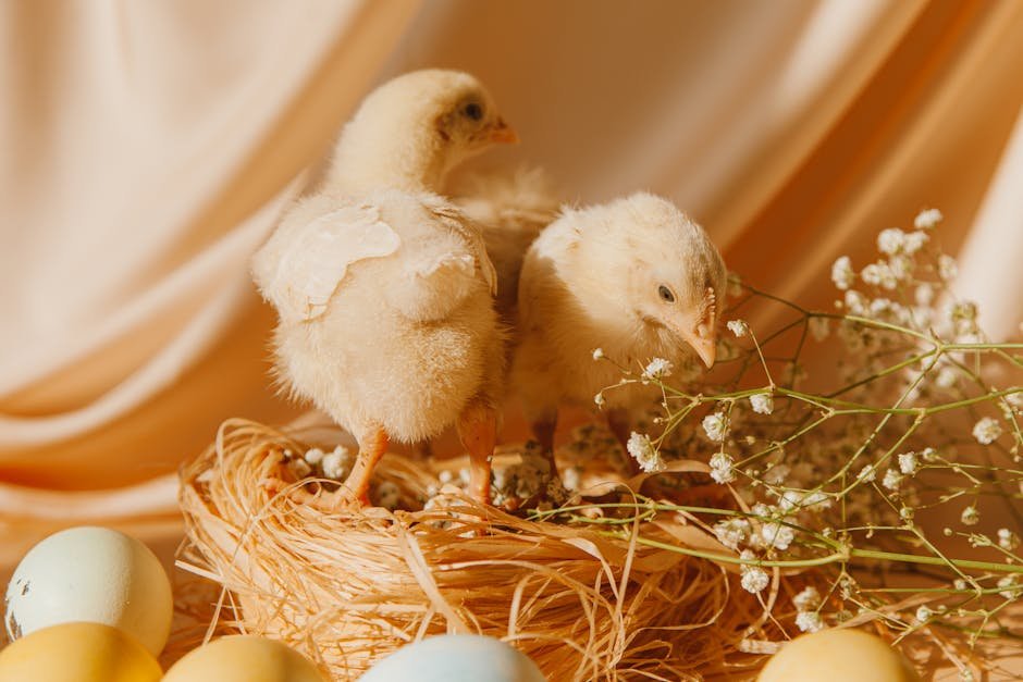 Easter Egger Chickens: Uncovering Their Secrets Feathered Farm Life