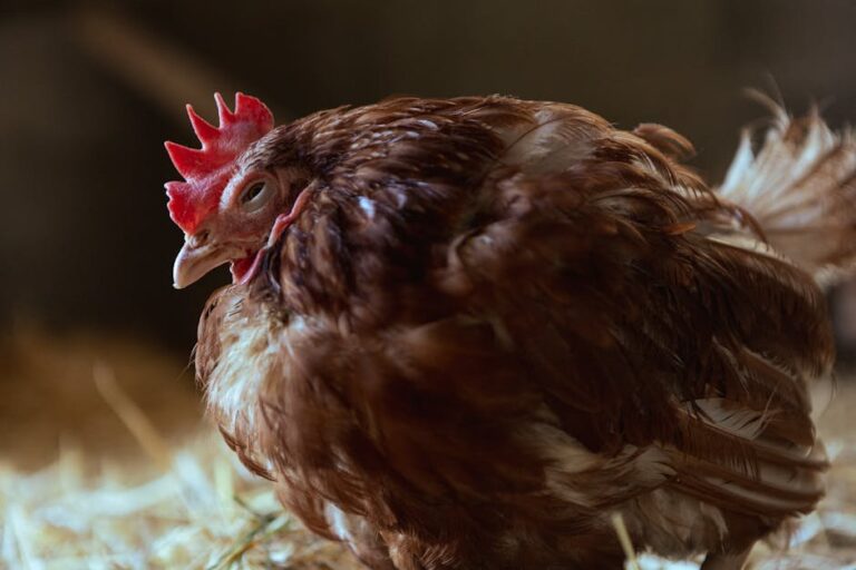 egg calcium for laying hens