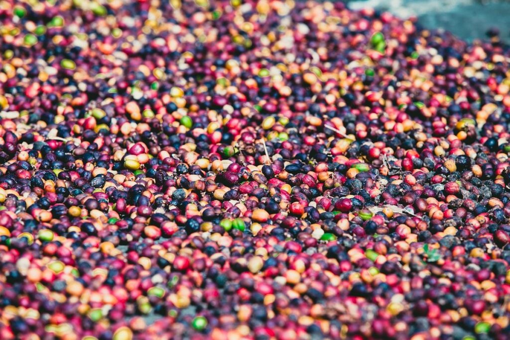 encouraging broodiness