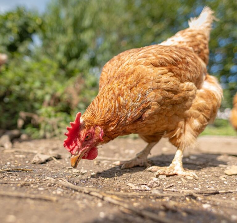 female chicken