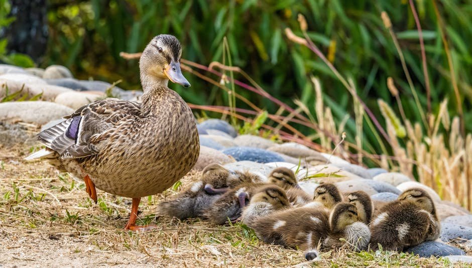 Fertilized duck eggs vs unfertilized -> duck eggs or unfertilized vs fertilized duck eggs -> duck egg comparison