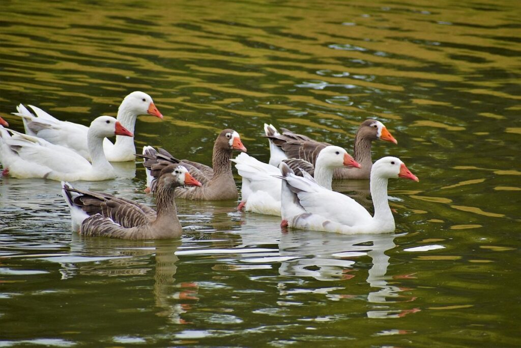 geese vs ducks for homestead