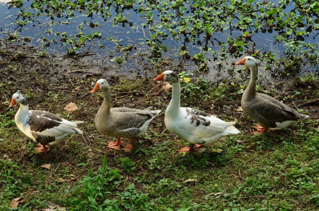 raising geese for weed control