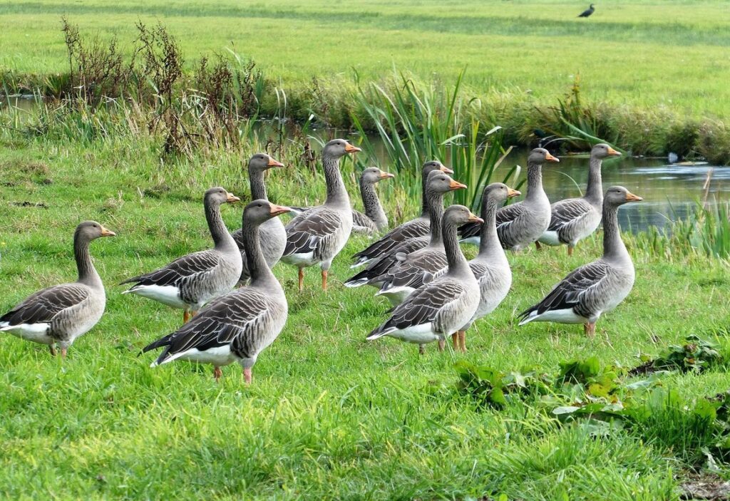 geese pasture rotation