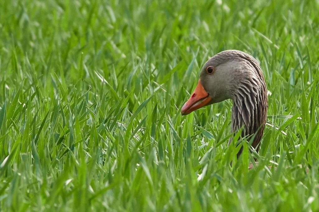 goose nesting and brooding