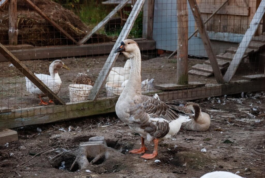 goose housing