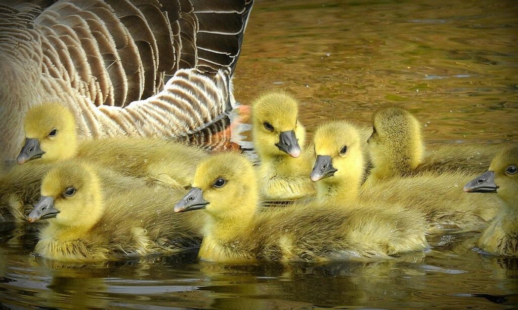 gosling care and brooding