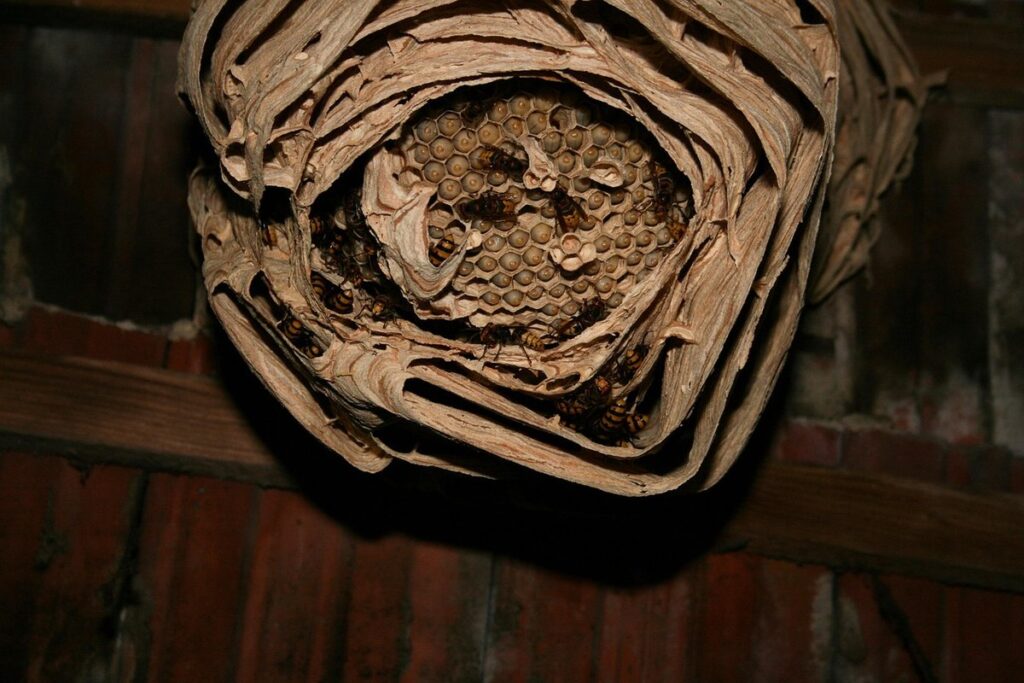 pip and zip hatching stages