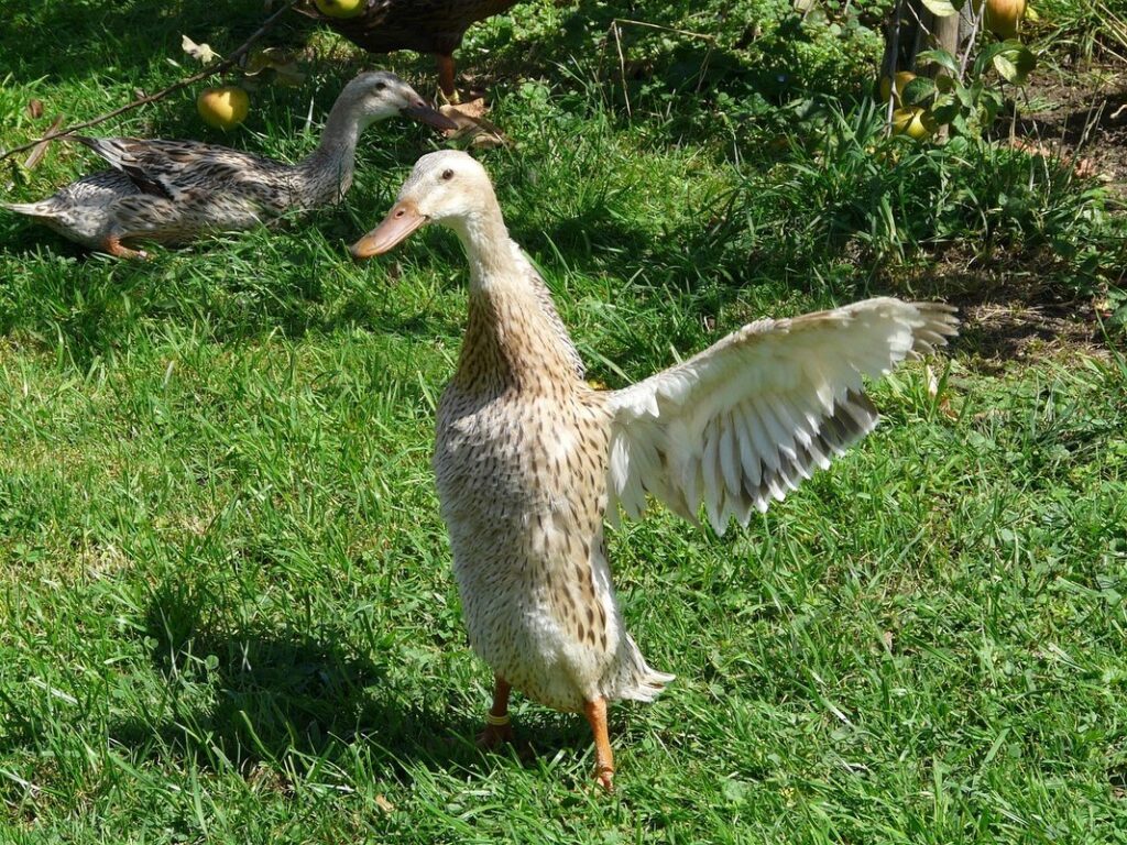 indian running ducks