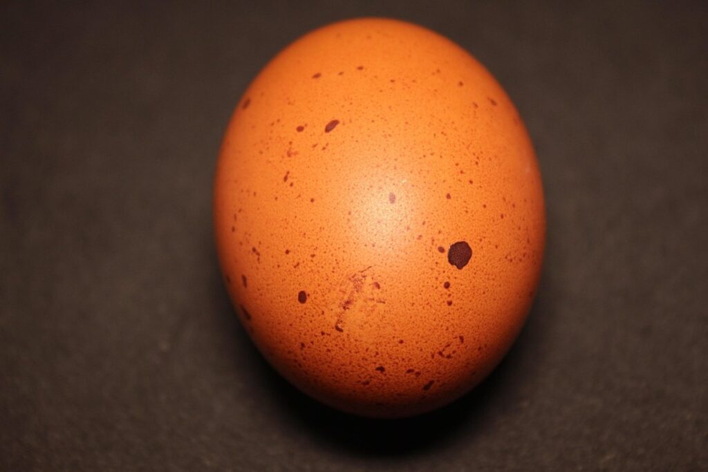 cuckoo marans egg color