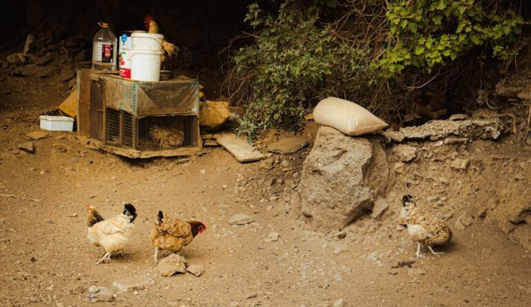 nesting boxes for hens