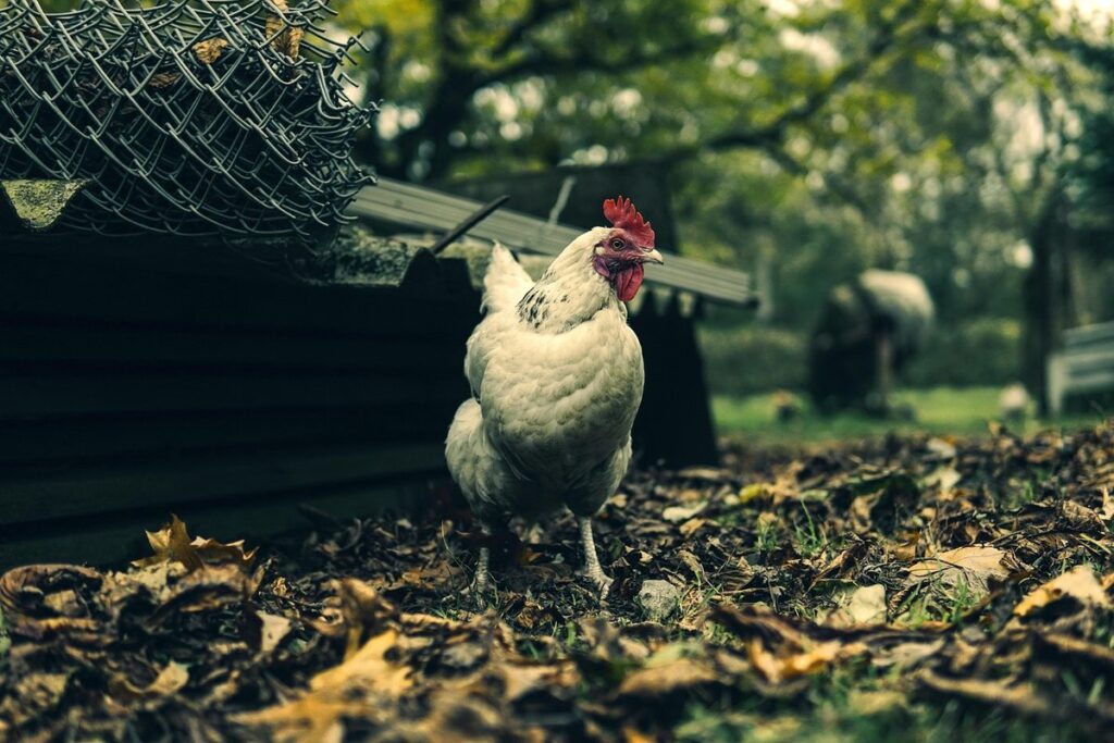 poland chicken breed