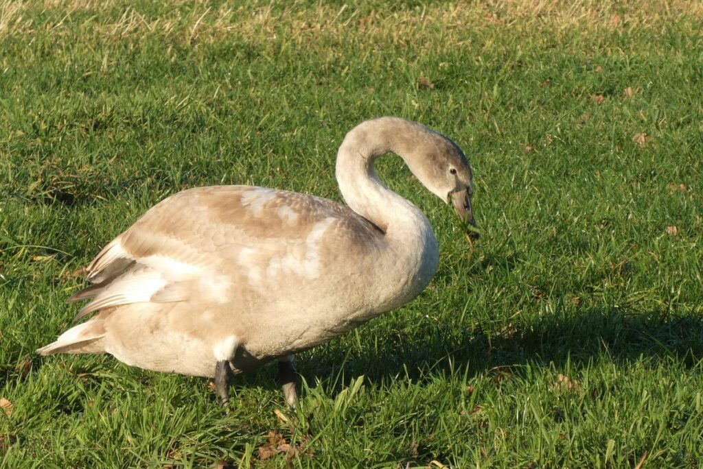 pasture shade for poultry