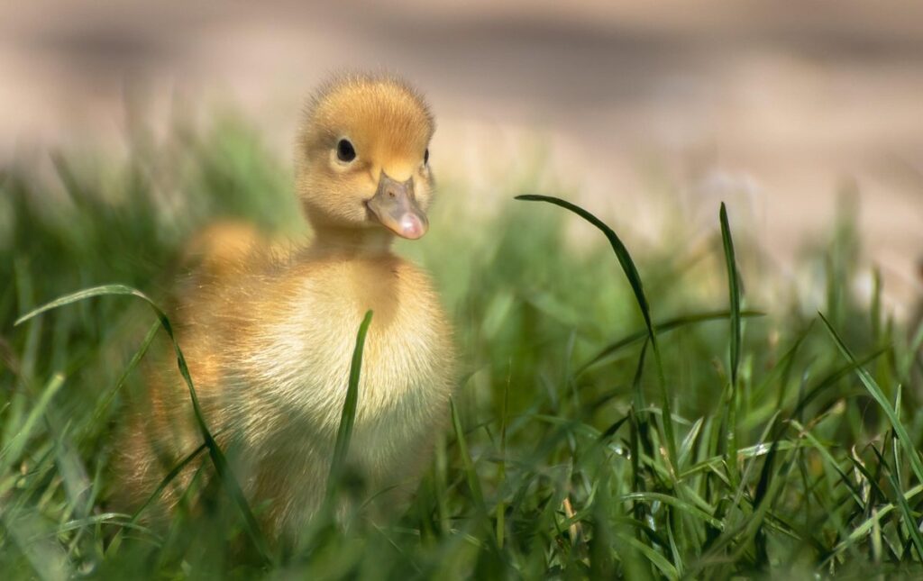 running duckling