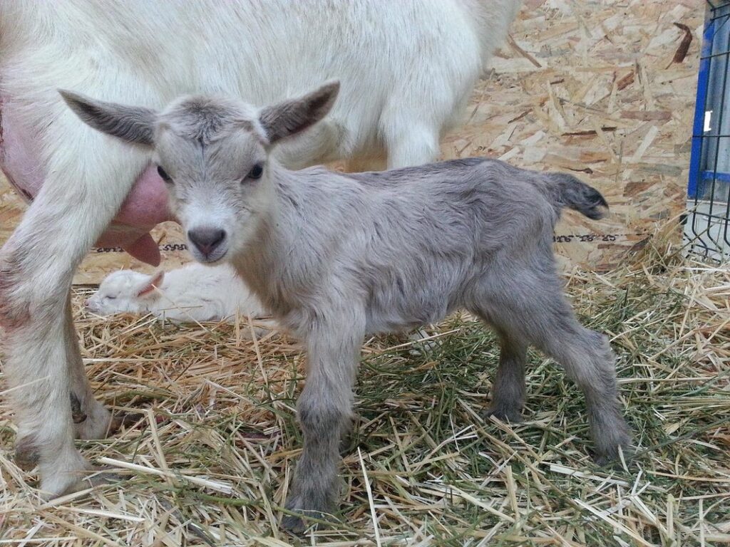 best turkeys for small farms