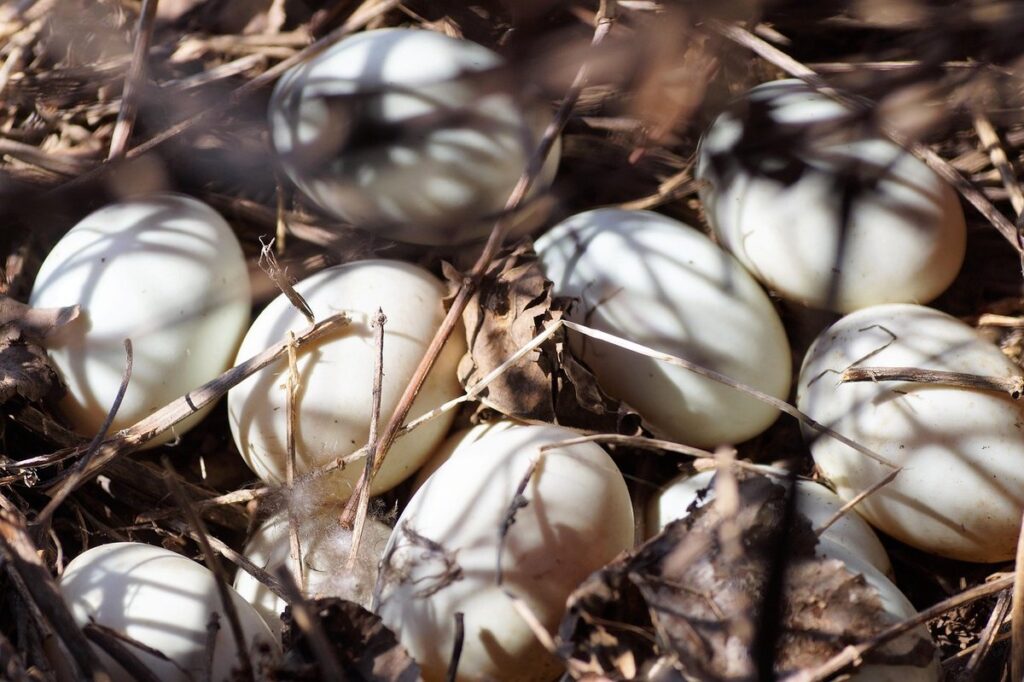 white duck eggs