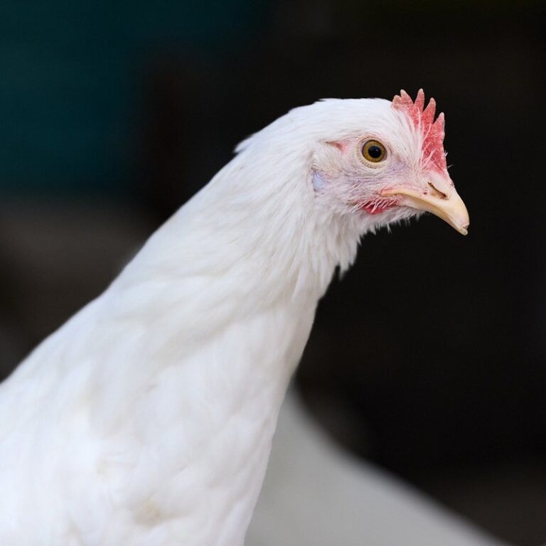 white egg laying breed of chicken