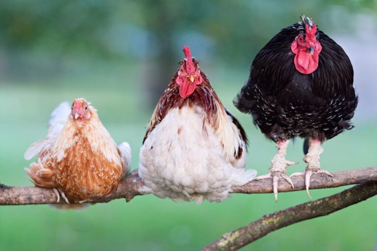 worms in chickens treatment