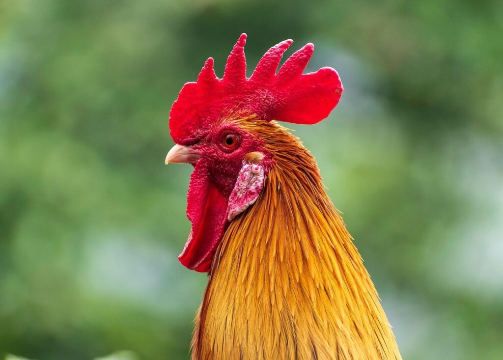 ceylon junglefowl