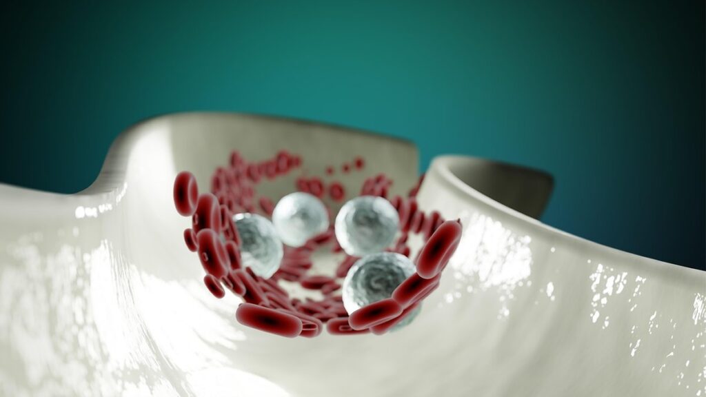 chicken circulatory system